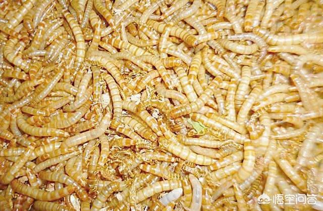 黄粉虫的养殖技术:有没有养黄粉虫的技术资料？