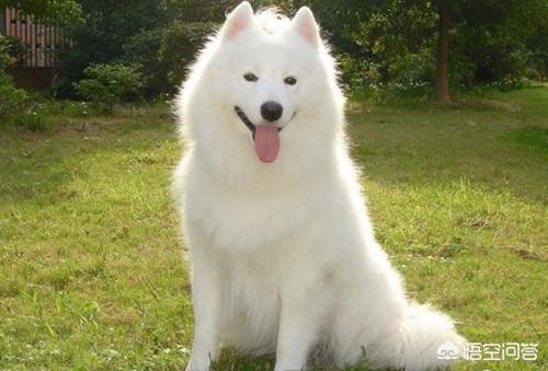 狗狗拉稀都是水怎么办:柴犬经常便便拉水样，柴犬拉好几天水样便怎么办呢？