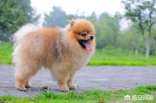 博美犬图片:博美尿尿带血是为什么，博美尿尿带血严重吗？