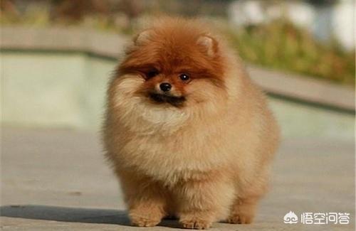 博美犬图片:博美尿尿带血是为什么，博美尿尿带血严重吗？