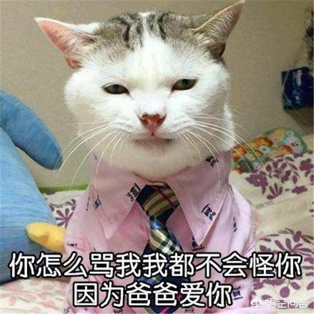 孕妇养猫的好处和坏处:猫对胎儿和婴儿到底有什么影响？ 养猫对小孩的好处和坏处