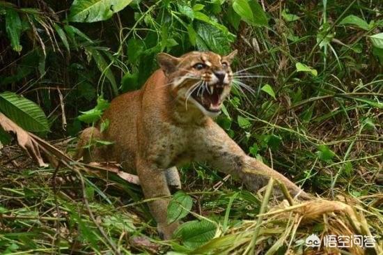 当初和狐狸一样狡猾的猫咪是如何被人类驯化的？