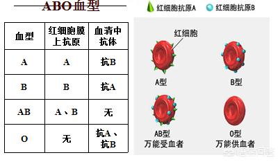abo血型有几种基因型:父母有多个子女，子女血型会是一样的吗？