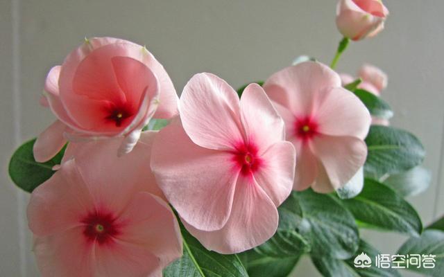 家里万万不要养这3种花,卧室不适合摆放什么花卉？