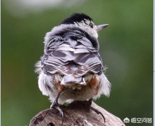 黄鸟图片:为什么麻雀到处都有，却不能被人类饲养？ 像麻雀一样的黄鸟图片