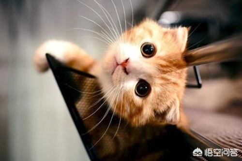 猫咪吃什么肉能发腮？