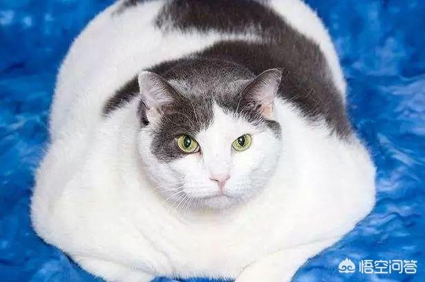 狗宠物零食加工:为什么现在的一些宠物狗宠物猫只能吃猫粮狗粮？ 狗狗宠物零食工厂