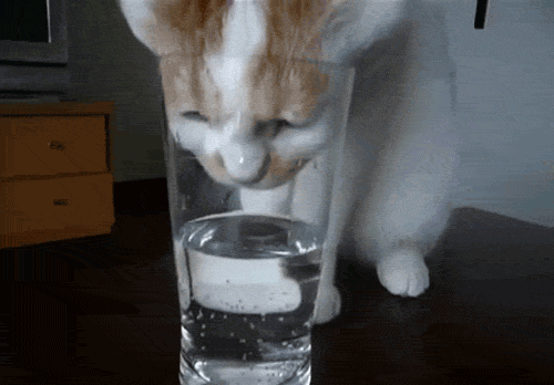 狗宠物零食加工:为什么现在的一些宠物狗宠物猫只能吃猫粮狗粮？ 狗狗宠物零食工厂