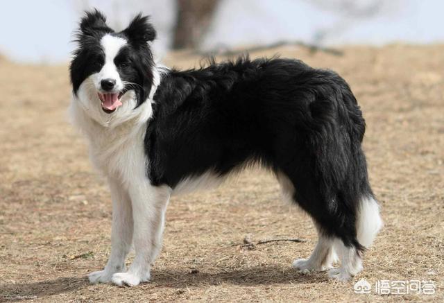 边境牧羊犬的图片上传:饲养边牧有哪些误区不能踩？