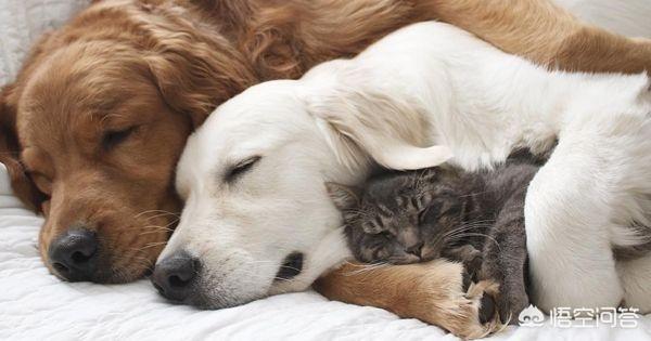贝生吉犬晒太阳会视频:冬天可以怎么样给狗狗取暖？
