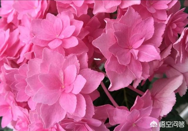 供应八仙花:八仙花花语 八仙花如何从红转蓝？有哪些实用的方法？