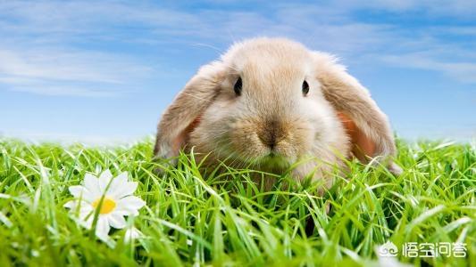 垂耳兔的饲养方法简介:垂耳兔冬季饲养方法 夏天垂耳兔不吃草，养殖兔子吃什么？