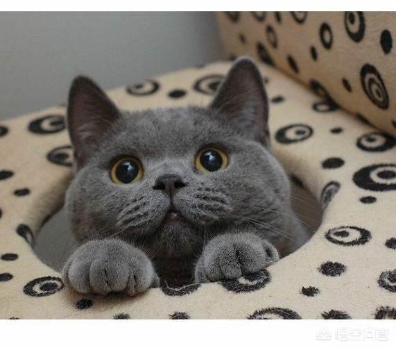 英短蓝猫特别小图片:打算入手一只英国短毛猫大概多少钱？