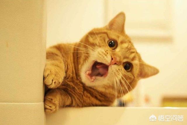 吸猫什么意思啊:吸猫什么意思啊怎么还有罪 为什么有的人天生就会被猫咪亲近呢？