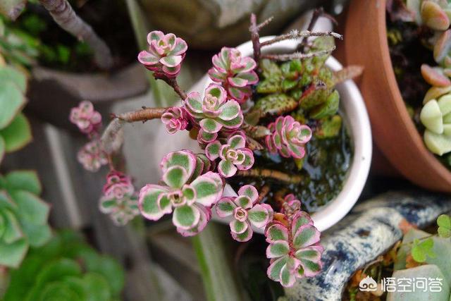 观叶植物营养液花之侣:请问磷酸二氢钾可以和美乐棵营养液一起用吗？