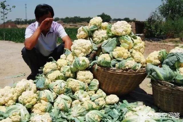 农产品滞销,只是因为快递费太贵吗？
