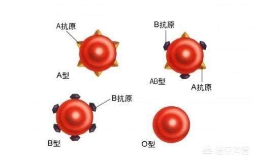 b型血和什么血型不能生出o型血，b型血和什么血型不能生出o型血