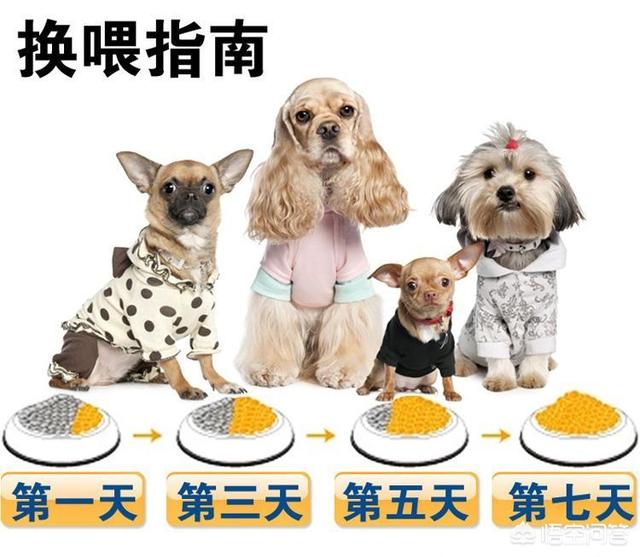 狗狗健康成长100问:狗狗一生的各个阶段要怎么饲养比较好？