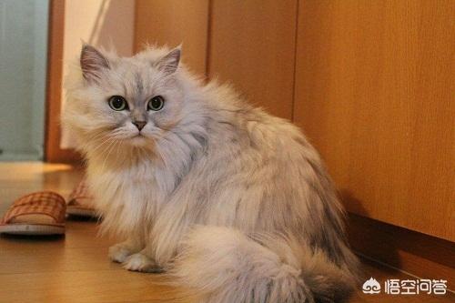 沈阳配金吉拉猫:金吉拉6个月还能爆毛吗？