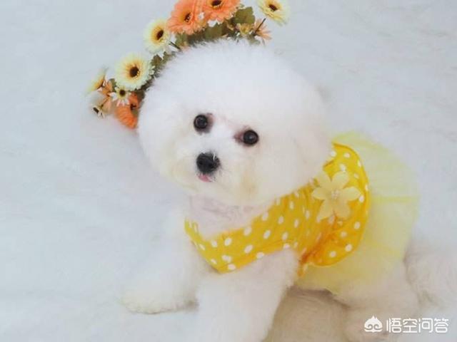 巨贵犬吃什么长得大:喂什么食物可以让金毛长得高高壮壮？