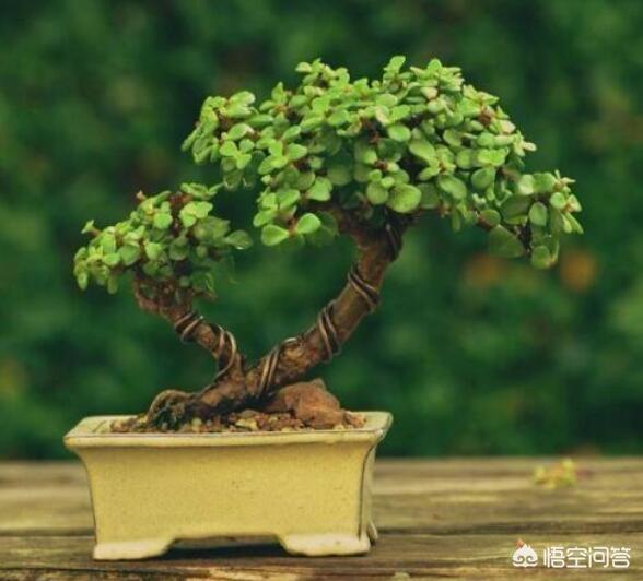 金枝玉叶评价:盆栽的金枝玉叶，需要注意什么？