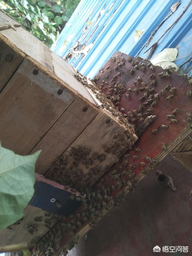 水貂笼箱:水貂笼皮尔卡丹 水貂皮草可以放在樟木箱里吗？