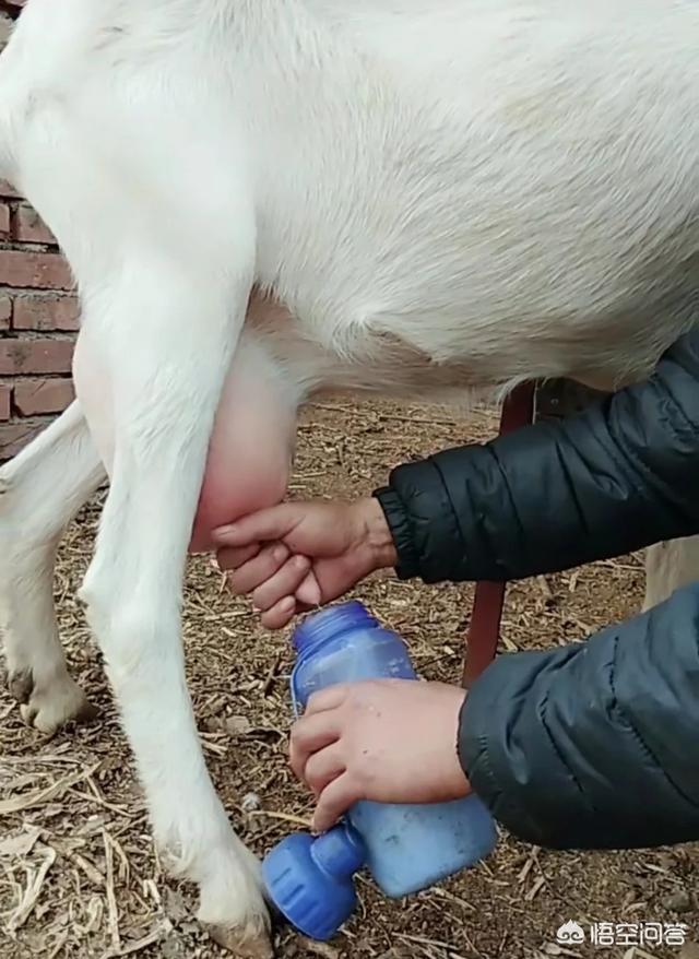 蓝猫咕噜噜:奶山羊肚里咕噜噜响是什么原因？