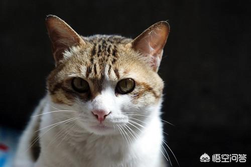 头条问答 - 猫鼻支是两个眼睛肿吗,猫咪鼻支不打喷嚏眼睛肿怎么办?