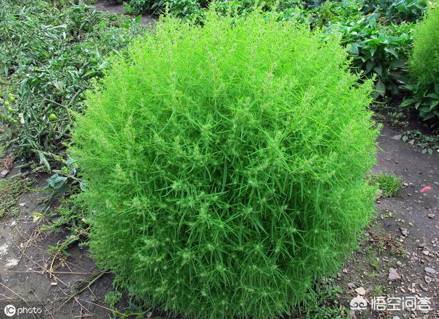 在农村,有哪些植物可以做成好看的盆栽？
