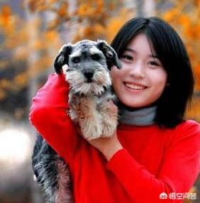 雪纳瑞狗:雪纳瑞在不同的阶段应该怎么饲养？