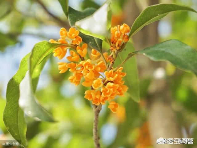 鸟鸣涧古诗唐王维怎么写:王维的《鸟鸣涧》是描写秋天还是描写春天？