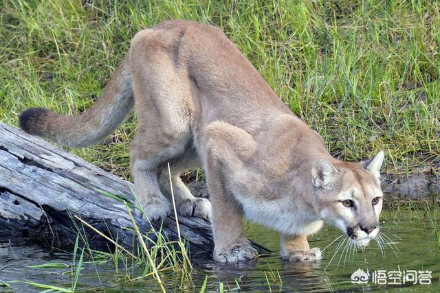 金猫和狞猫:最大的猫属动物能打得过最小的豹属动物吗？