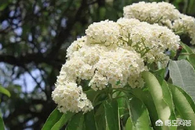 石楠花:请问各位，石楠花会流蜜吗？为什么？