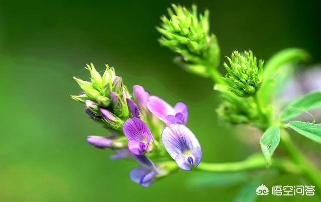 头条问答 鲜嫩的紫花苜蓿芽很好吃 你吃过吗 你知道有几种吃法吗 1个回答