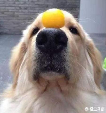 狗吃什么对毛好:狗狗天天补充鸡蛋黄，就能美毛吗？