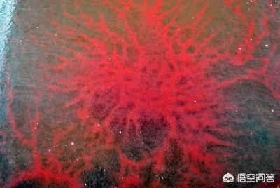 红虫是什么的幼虫,虾池出现红虫是好事还是坏事？