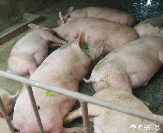 肥猪得了关节炎怎么治:猪公后腿突然瘫痪用什么药治疗？