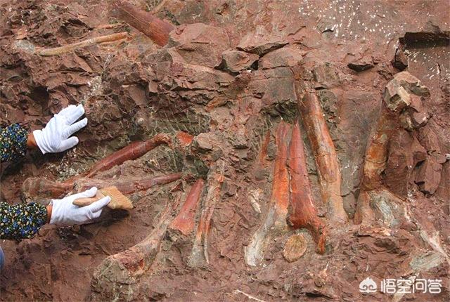 无人岛发现活恐龙图片，科学家发现2.2亿年前恐龙墓，谁给安葬的呀
