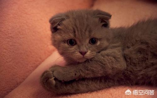 苏格兰高地折耳猫咋喂:该怎么给折耳猫补充营养？ 苏格兰折耳猫怎么养经验分享