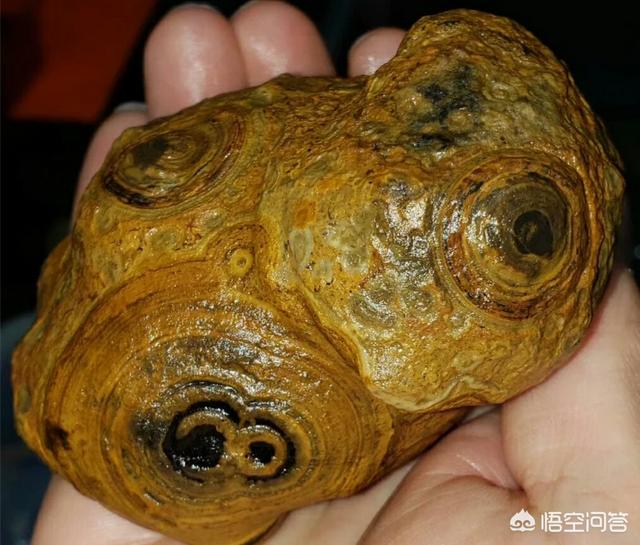 蒙天珠为何越来越火？