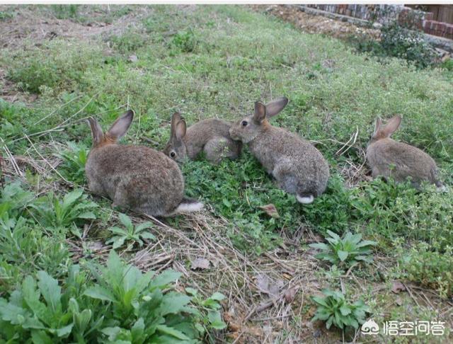 宠物兔养殖基地的兔舍常见形式:散养肉兔二亩地养多少种兔，建场怎么建？