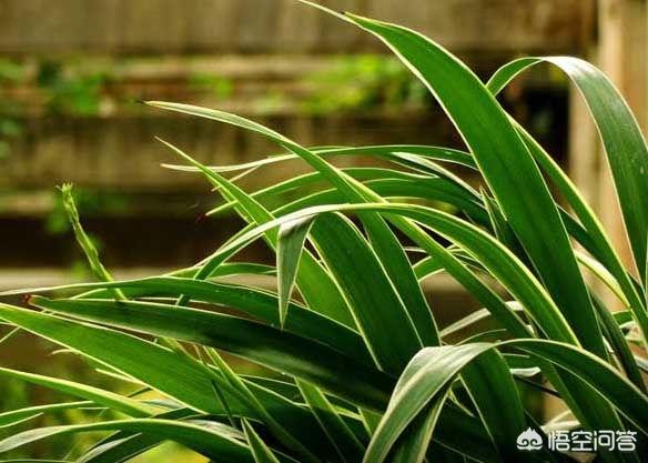 兰花鼠尾草拉丁名:春天来了，分享一下你拍的花儿名叫什么，哪个城市拍的？