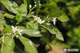 damai蚜虫防治:柑橘蚜虫危害大、繁殖快，如何快速杀灭蚜虫、白粉虱等？