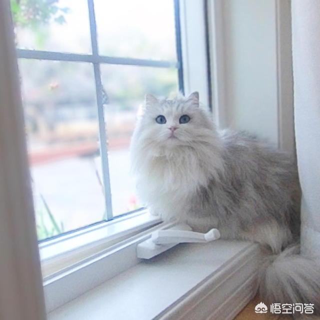 加菲猫猫粮价格:加菲猫猫粮价格 养加菲猫一个月的开销要多少？