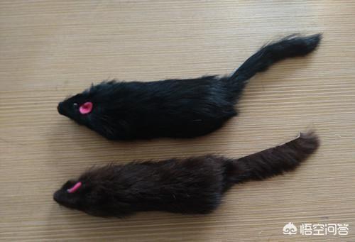 母猫绝育:母猫绝育要做什么准备，母猫绝育要疼几天？