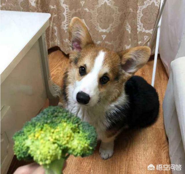 如何分辨真假柯基幼犬:柯基便便什么颜色才是正常的？其它颜色代表什么？