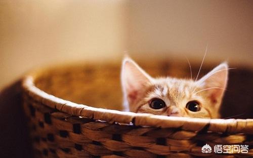 猫耳螨对人有什么症状:猫耳朵脏和耳螨的区别是什么？
