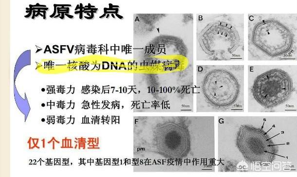 h7n9动物死亡率:非洲猪瘟病毒在蚊子蝇子身上能存活多久？