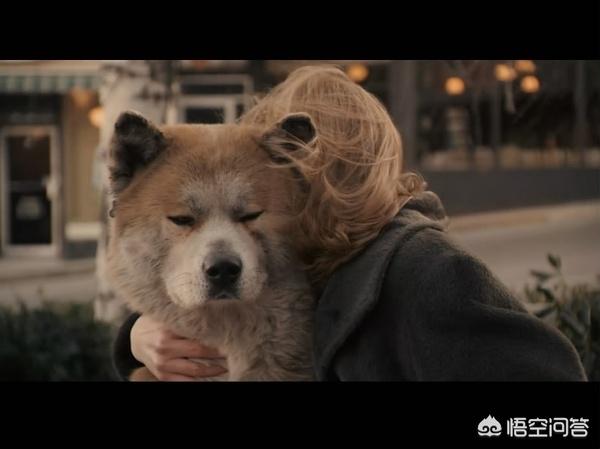 忠犬八公是什么狗:忠犬八公等待的原理是什么？