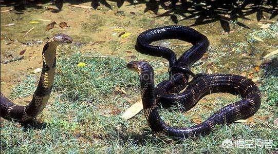 眼镜王蛇vs太攀蛇图片